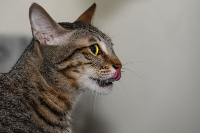 Close-up of a cat looking away