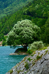 Scenic view of river amidst trees in forest