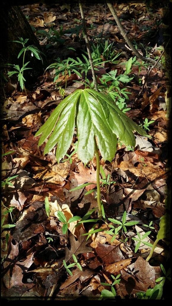 leaf, growth, plant, green color, nature, high angle view, leaves, close-up, fragility, field, ground, outdoors, dry, day, no people, growing, beauty in nature, freshness, auto post production filter, green