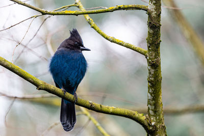 Close-up of bird perching on branch