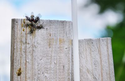 Close-up of insect flirs on wooden post