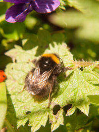 Close-up of bee pollinating on flower