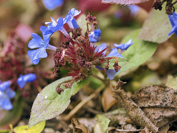 Close-up of purple flowering plant