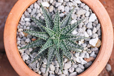 High angle view of succulent plant in pot