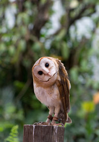 Close-up of owl perching on wooden post