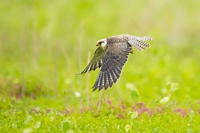 Bird flying over a field