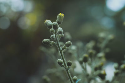 Close-up of flowering plant