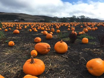 View of pumpkins on pebbles