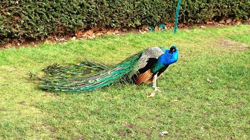 Peacock in blue sea