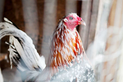 Close-up of rooster