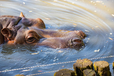 Hippopotamus swimming in the lake close up
