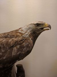 Close-up of a bird against wall