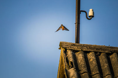 A beautiful redstart male sitting on an artificial structure in a backyard in spring. 