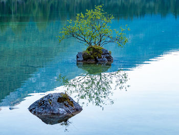 High angle view of tree by lake