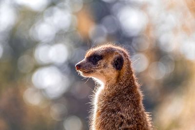 Close-up of a dog looking away