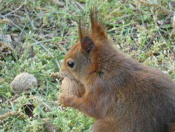 Close-up of an animal on field