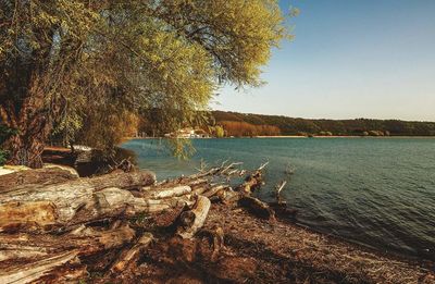 Scenic view of sea with trees in background