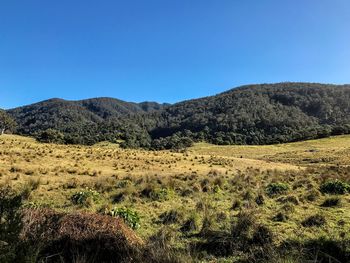 Scenic view of field against clear blue sky