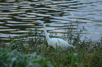 Bird in a lake