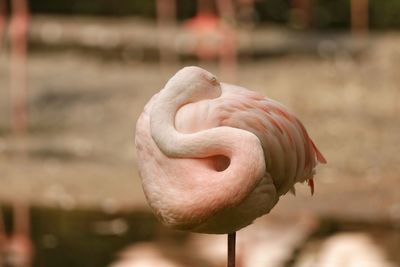 Close-up of a bird