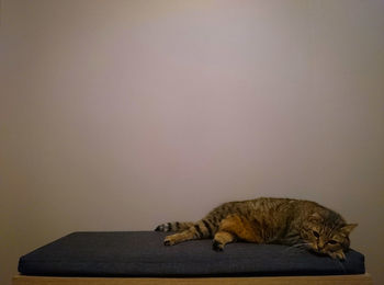 Cat relaxing on seat against wall