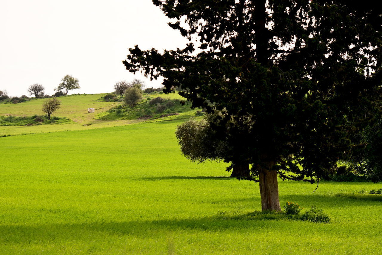 TREES GROWING IN FIELD