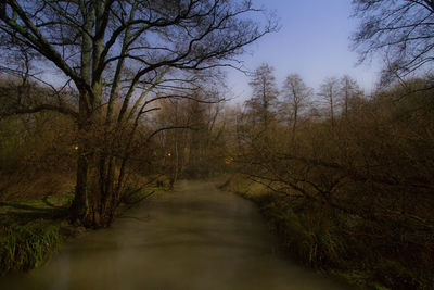 Reflection of trees in river