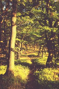 Trees on grassy field