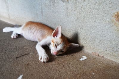 High angle view of cat resting on footpath