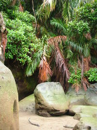 Close-up of plants growing on rock