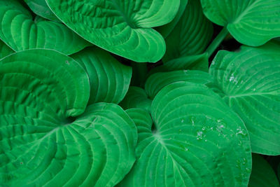 Full frame shot of green leaves