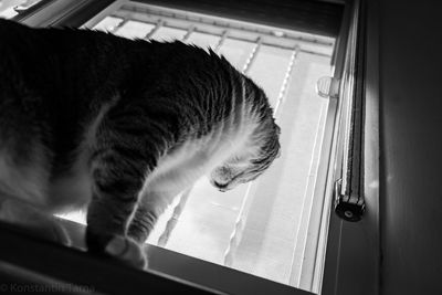 Close-up of a cat looking through window