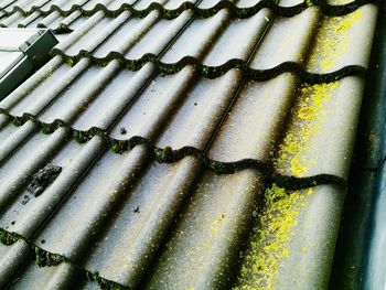 Full frame shot of plants growing outdoors