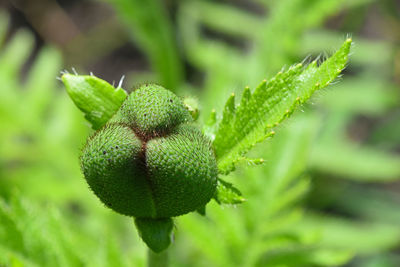 Close-up of plant growing outdoors