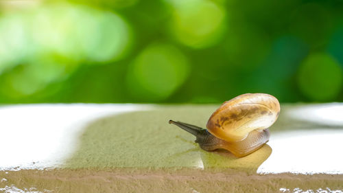 Close-up of snail