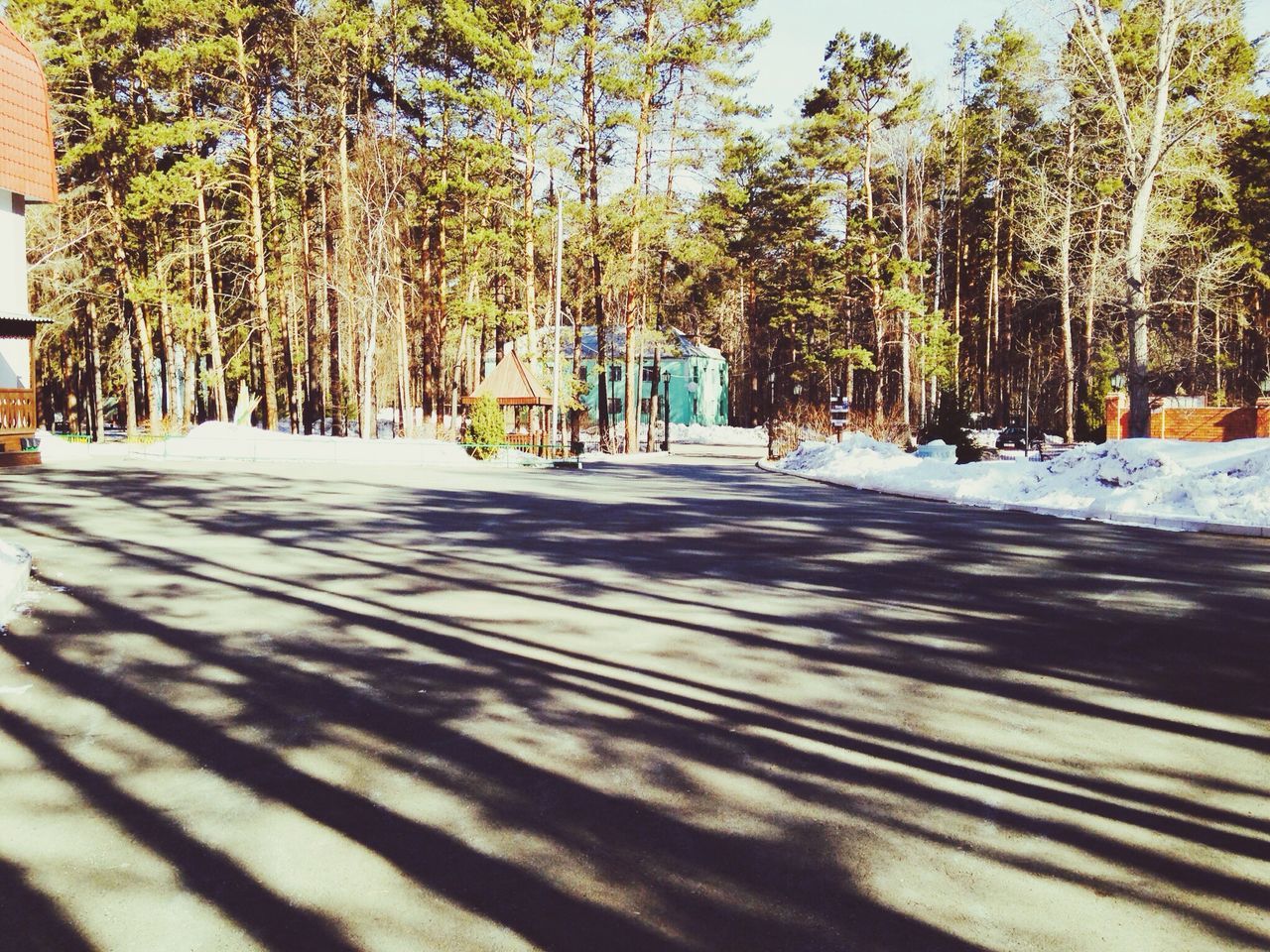 tree, the way forward, road, transportation, street, diminishing perspective, treelined, tree trunk, shadow, sunlight, vanishing point, growth, footpath, nature, outdoors, incidental people, day, tranquility, empty, no people