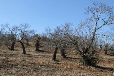 Bare trees on landscape against clear sky