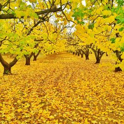 Autumn leaves on field