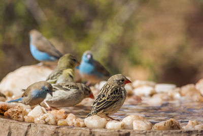 Close-up of birds