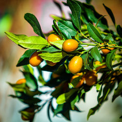 Close-up of fruits on tree