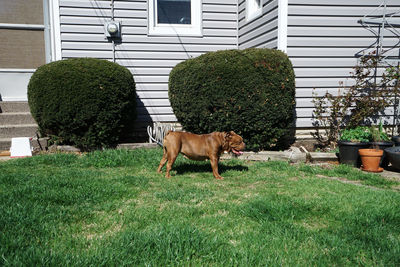 Dog sitting on grass against built structure