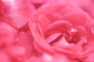 Full frame shot of pink rose