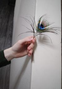 Close-up of hand holding feather against wall