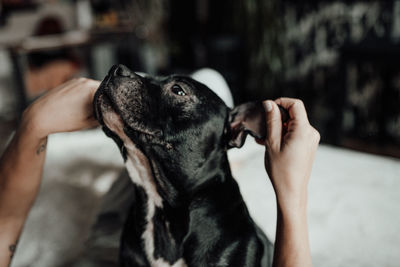 Midsection of person holding dog