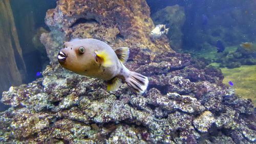 Close-up of fish swimming in sea