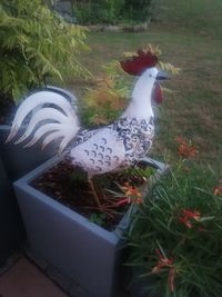 High angle view of bird on land