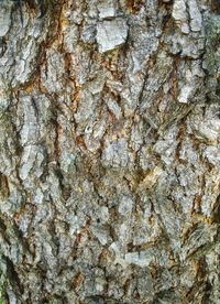 Full frame shot of tree trunk