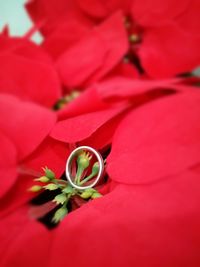 Close-up of red flowers