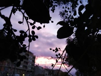 Low angle view of silhouette trees against sky at sunset