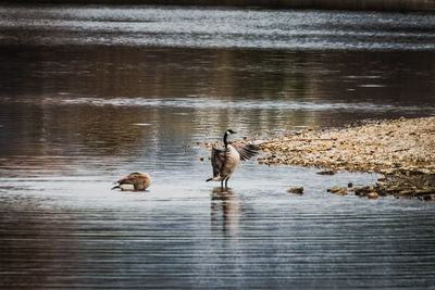 Birds in a lake